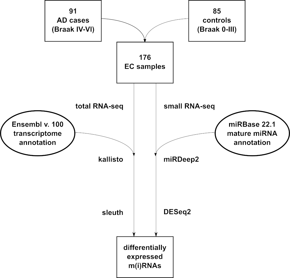 study overview